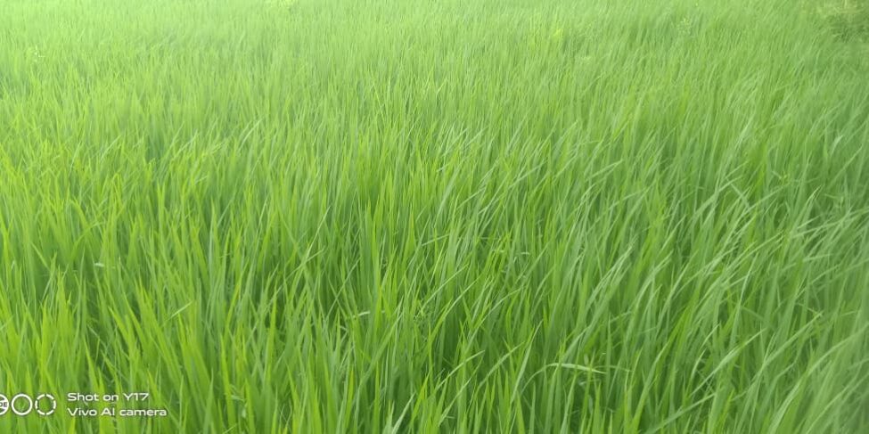 HealthyPaddy Crop